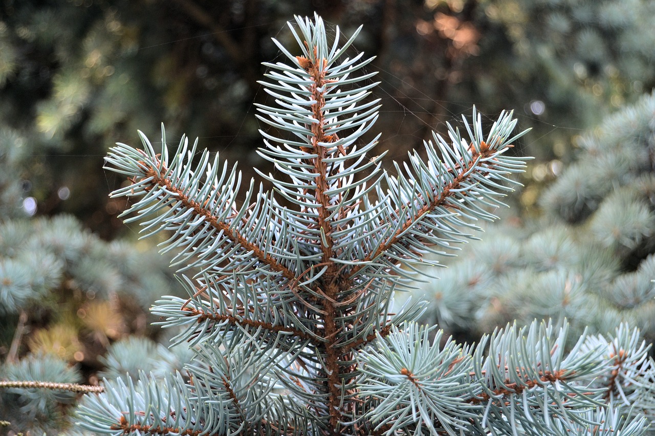 fir spruce tree free photo
