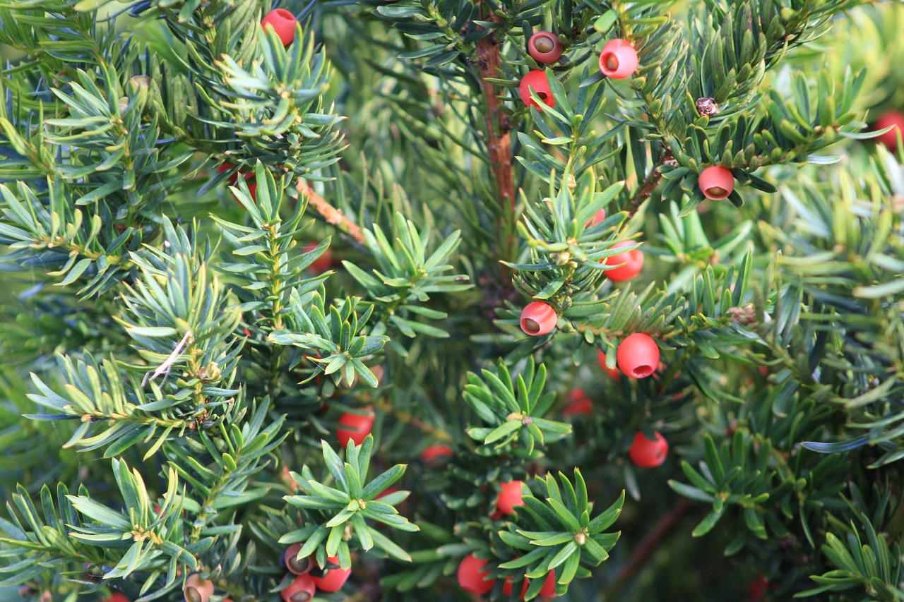 fir berry red free photo