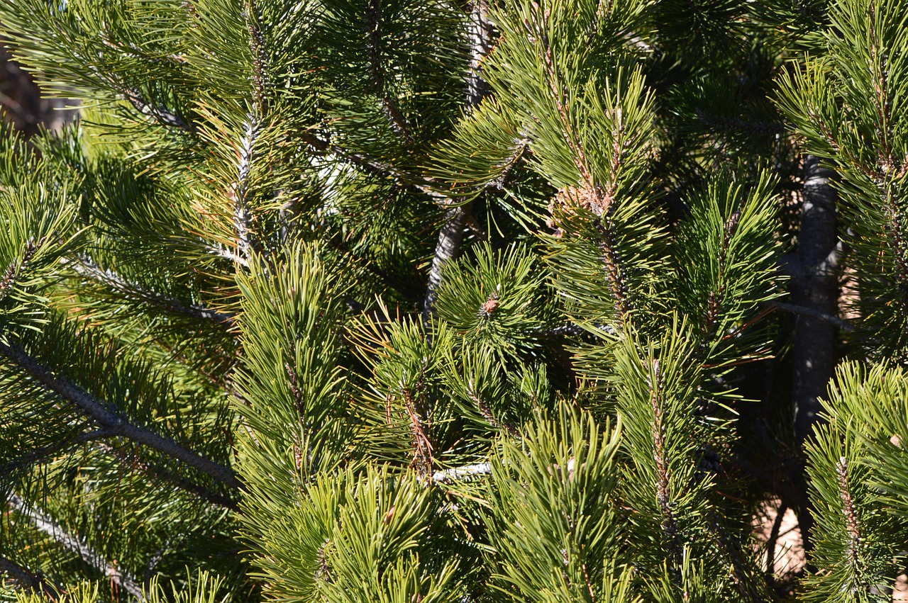 fir pine tree free photo