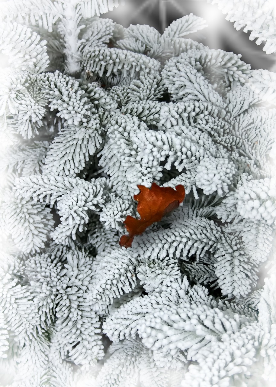 fir snow leaf free photo