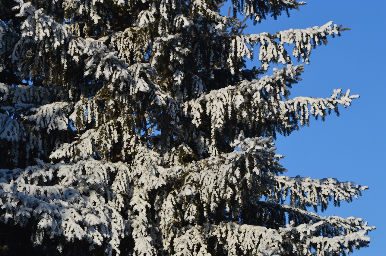 fir tree snow free photo
