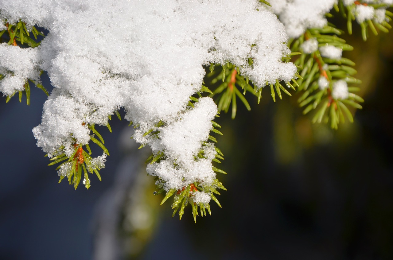 fir branch snow free photo