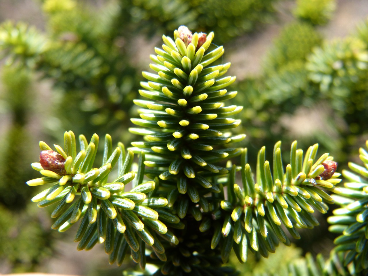 fir needles leaves free photo