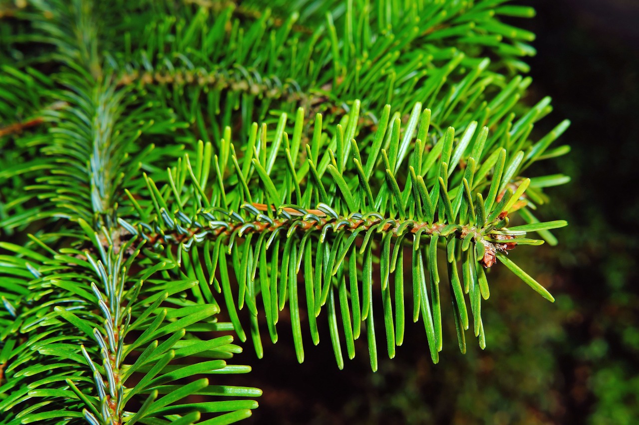 fir pine needles periwinkle free photo
