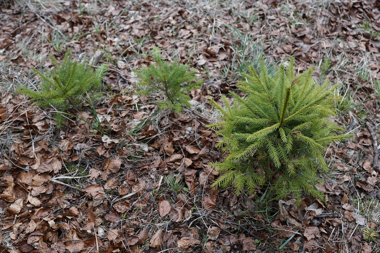 fir tree small free photo