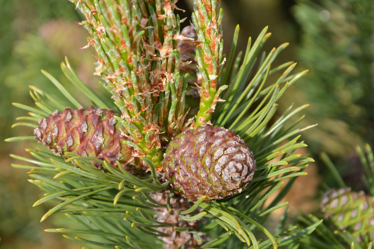 pine pine cones tap free photo
