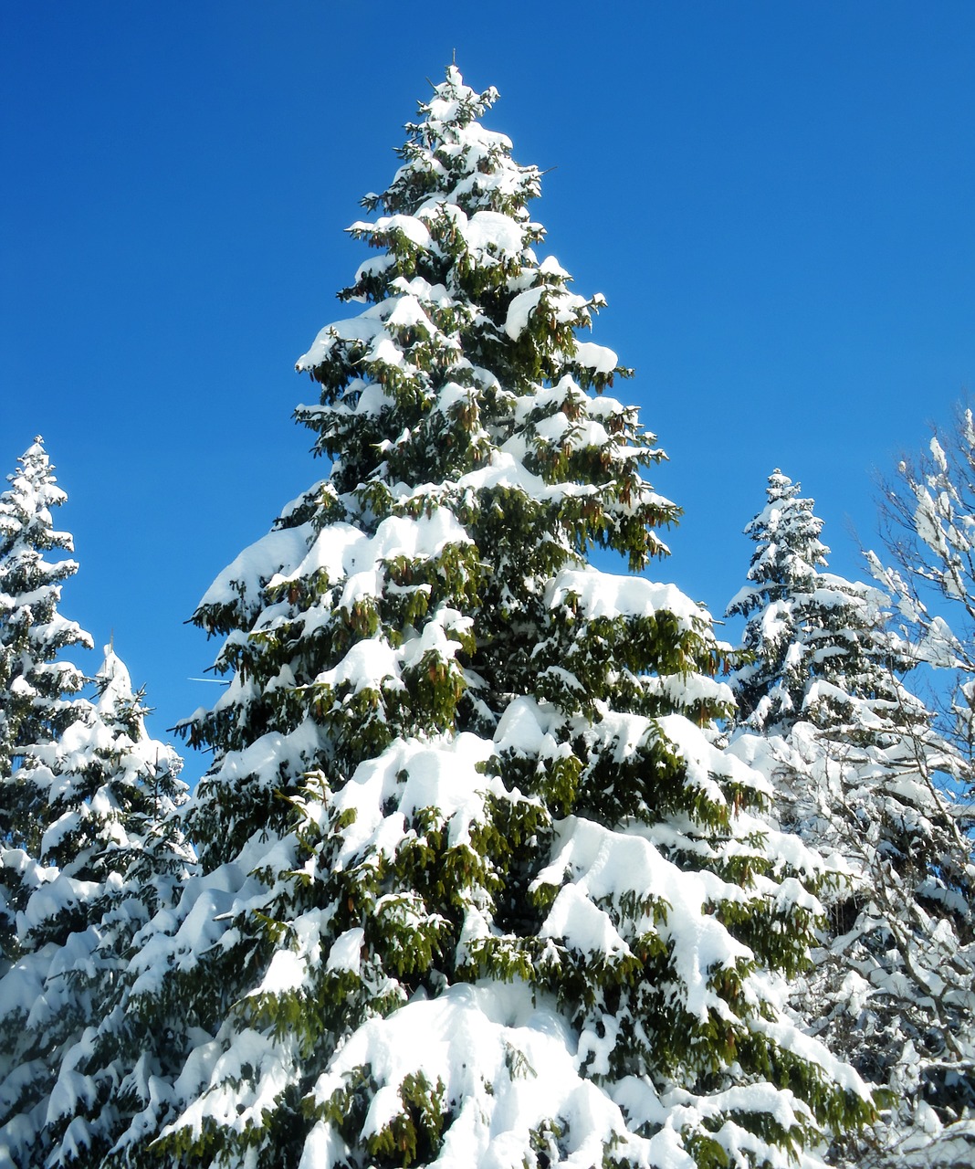 fir snow winter free photo