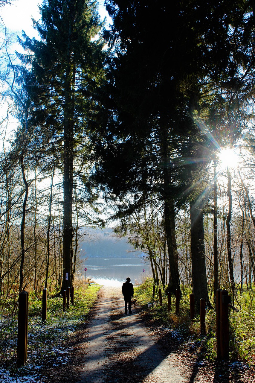 fir water's edge silhouette free photo