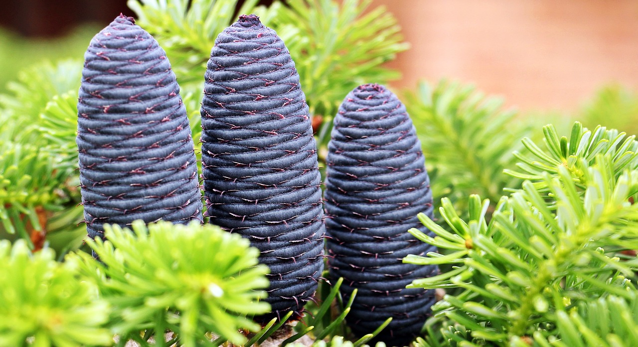 fir pine cones tap blue free photo