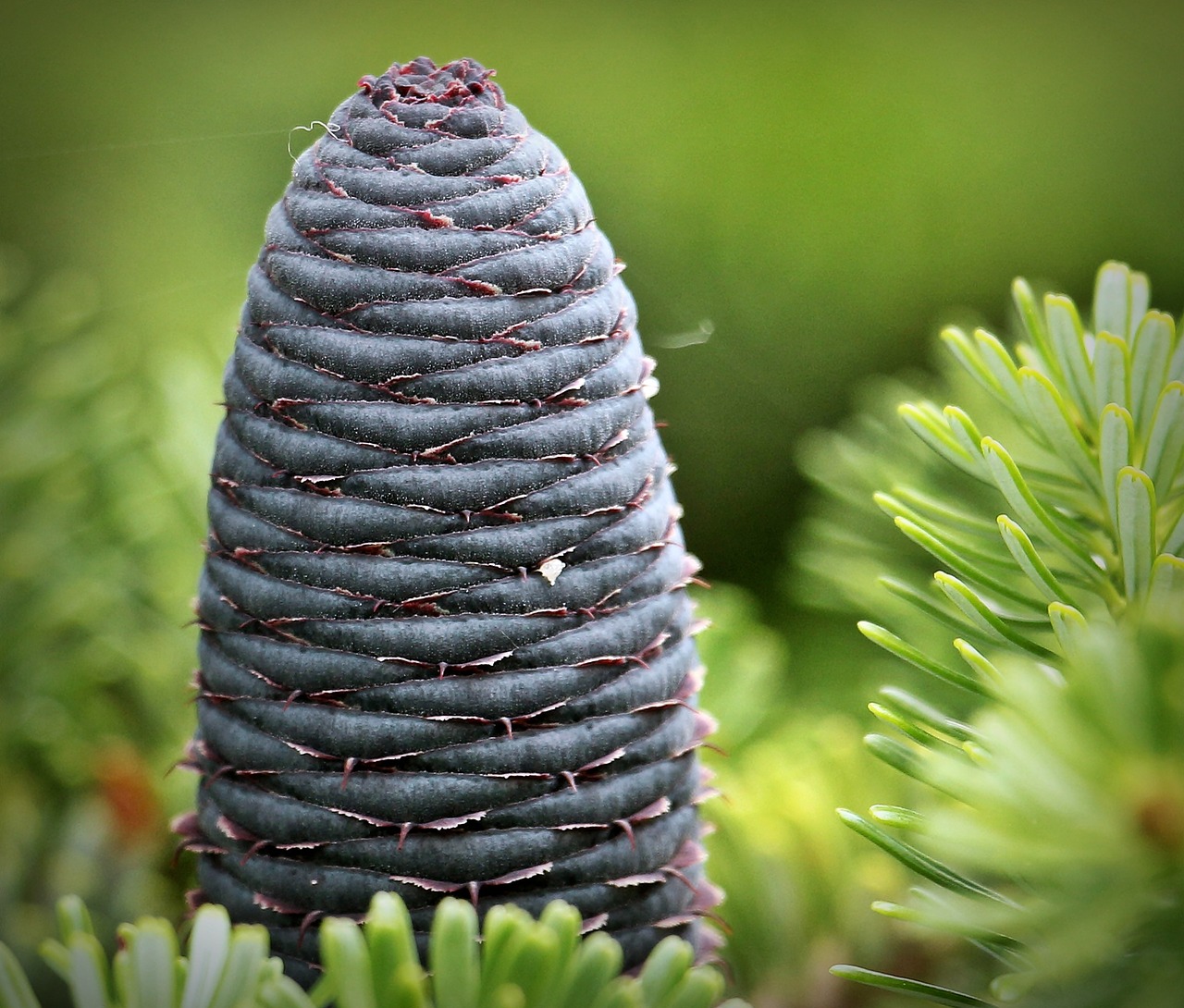fir pine cones blue tap free photo