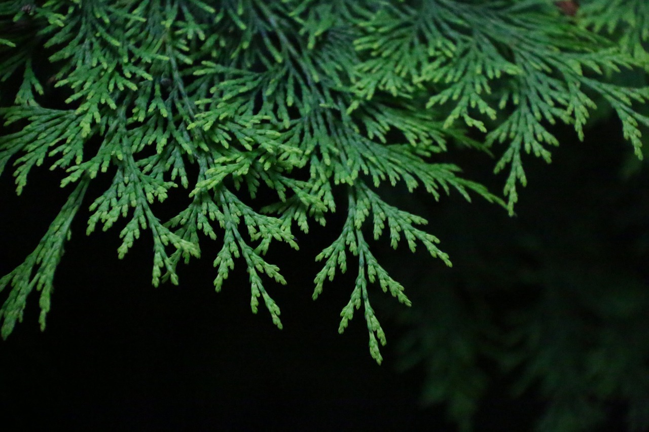 fir branch green free photo