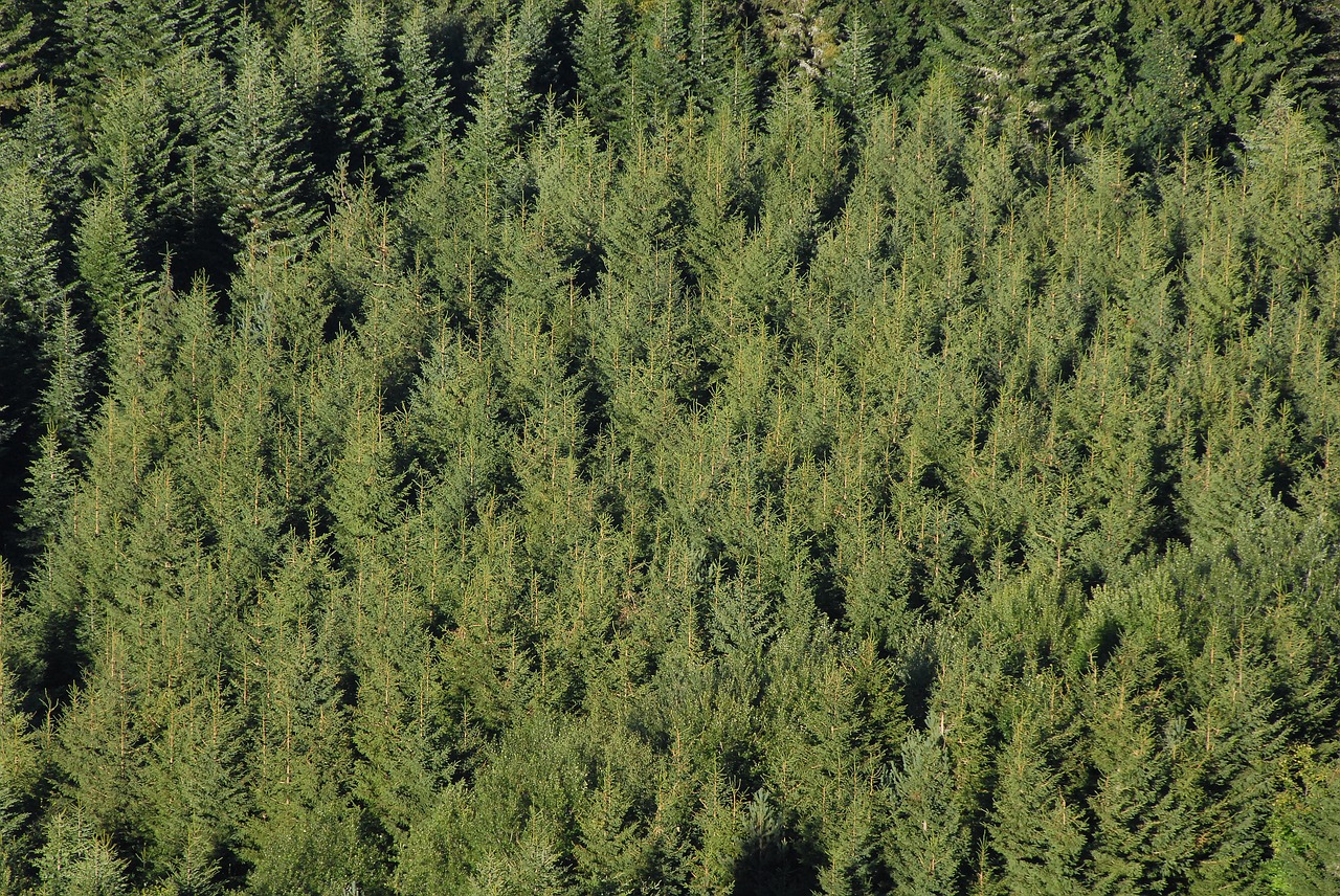 fir coniferous pine free photo