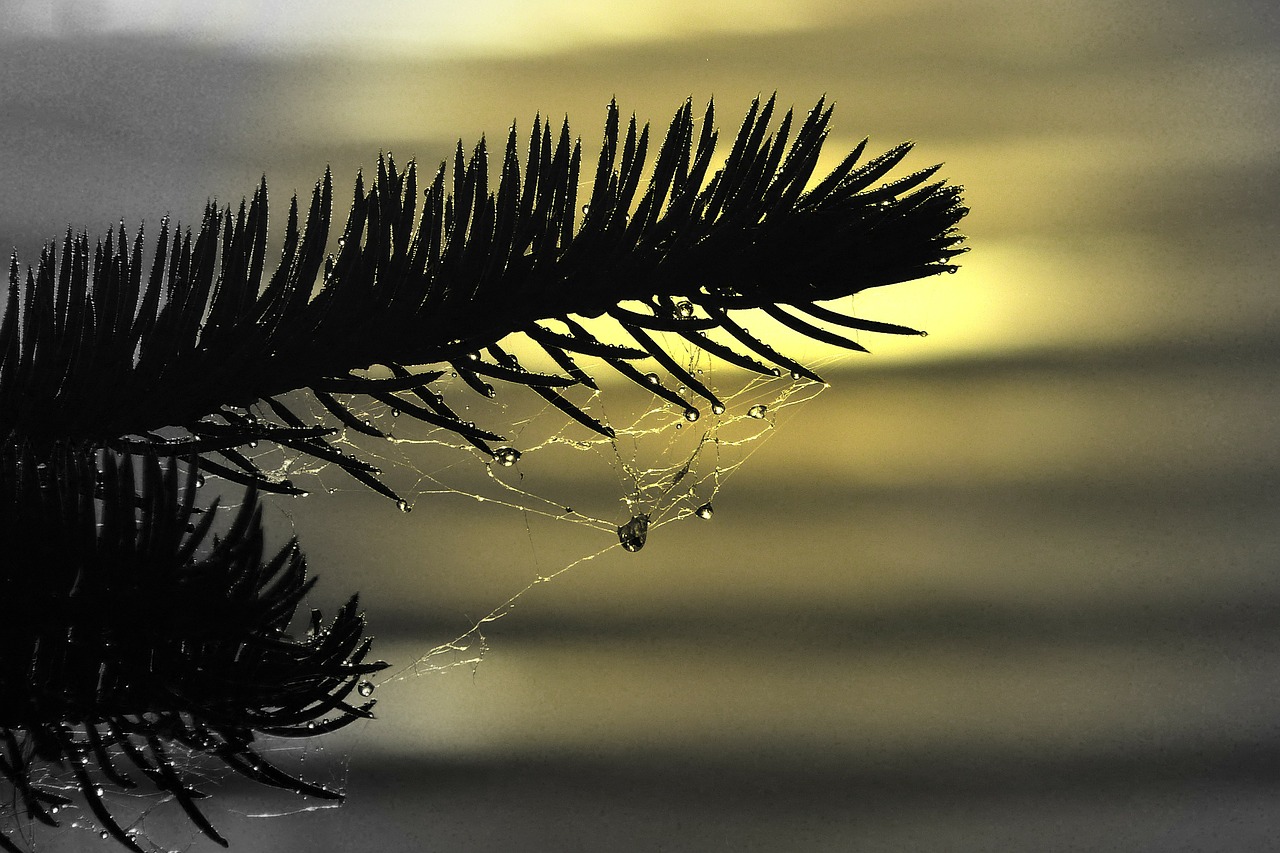 fir branch spider web free photo