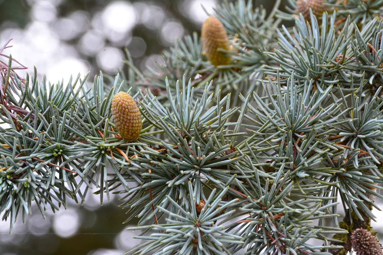 fir cone fir-cone free photo