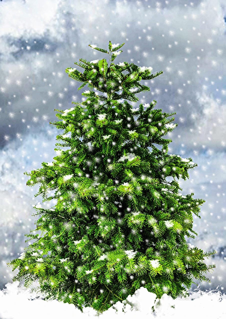 fir christmas tree christmas free photo