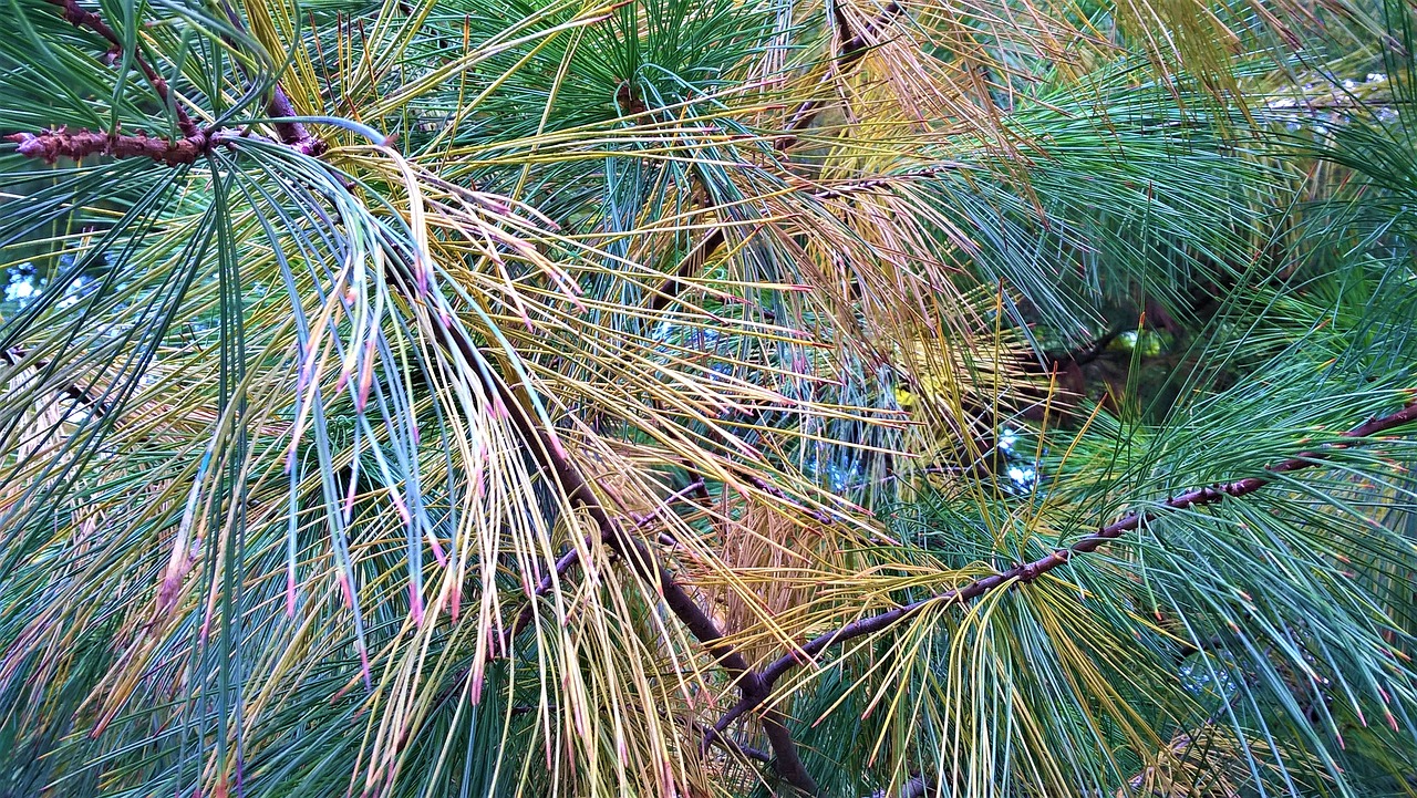fir pine tree free photo