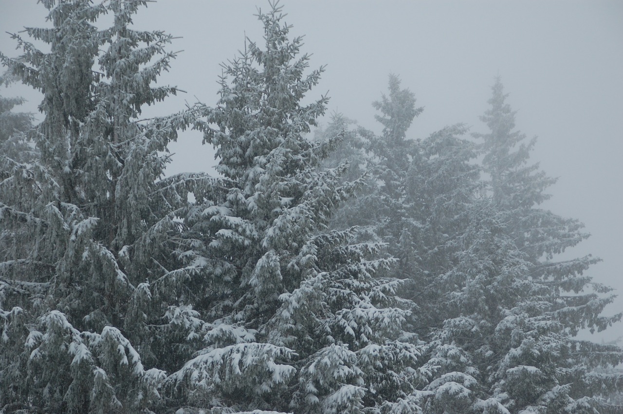 fir snow winter landscape free photo