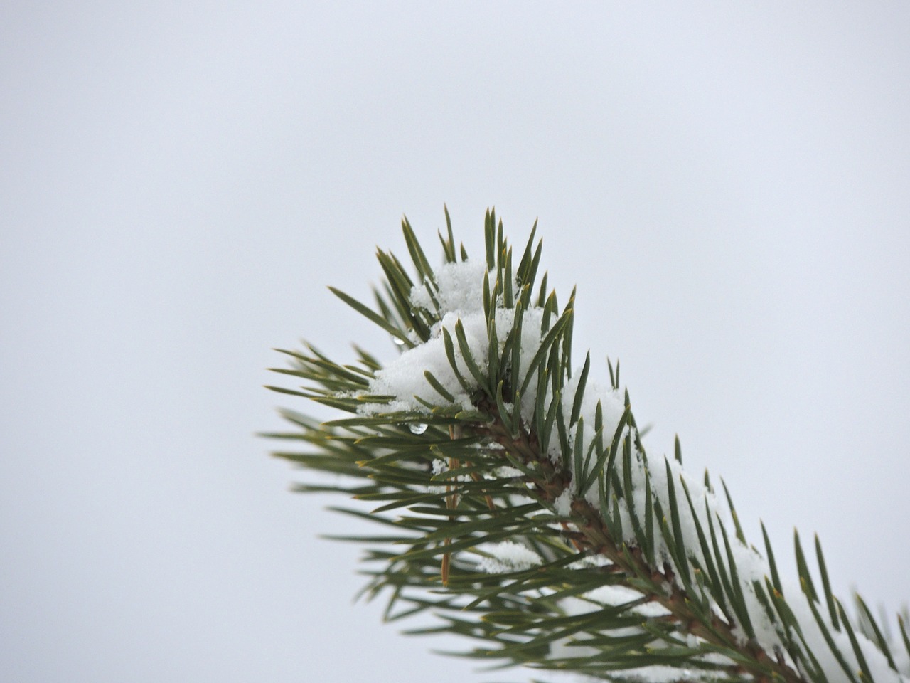 fir branch needles free photo