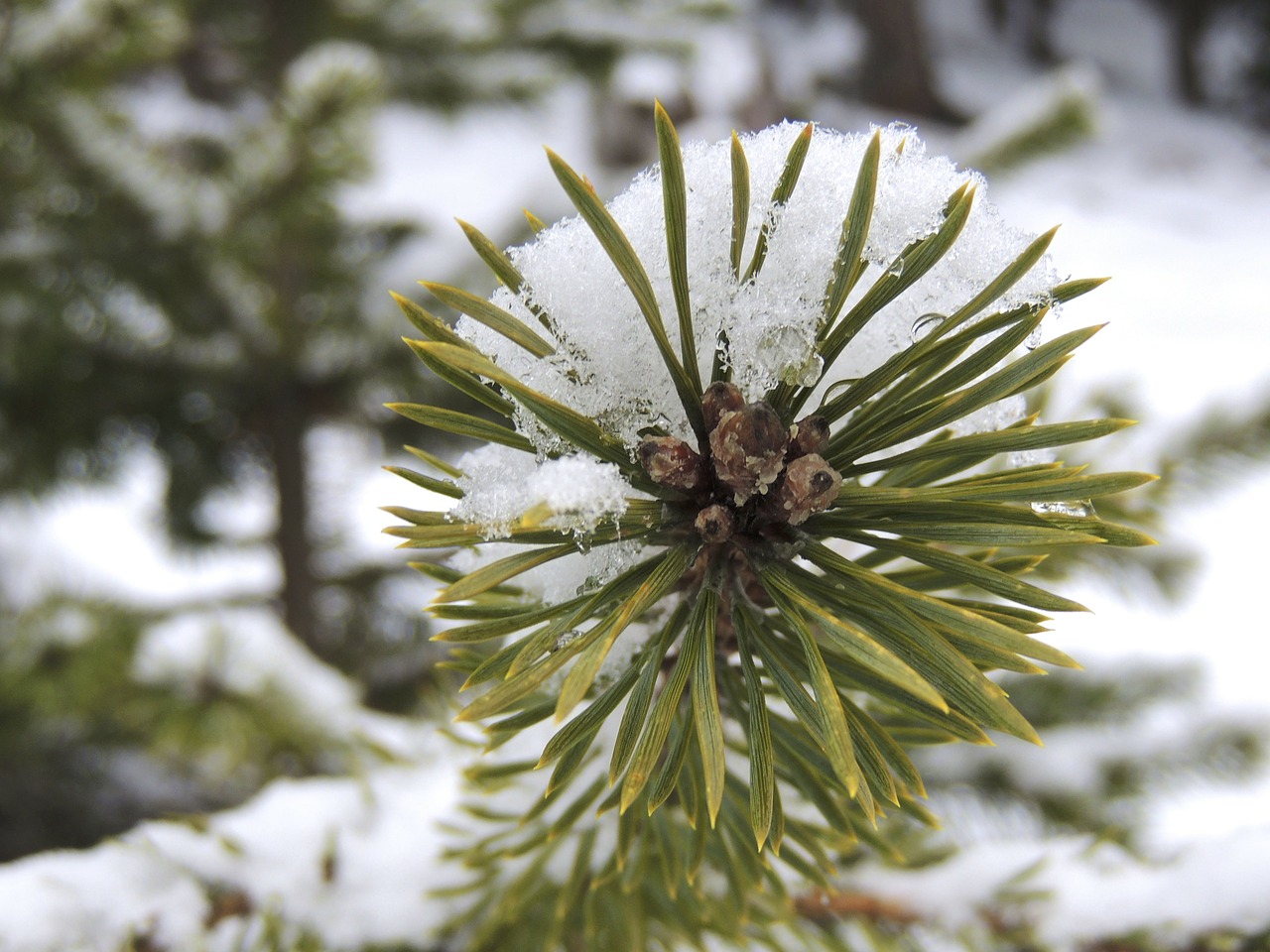 fir branch needles free photo