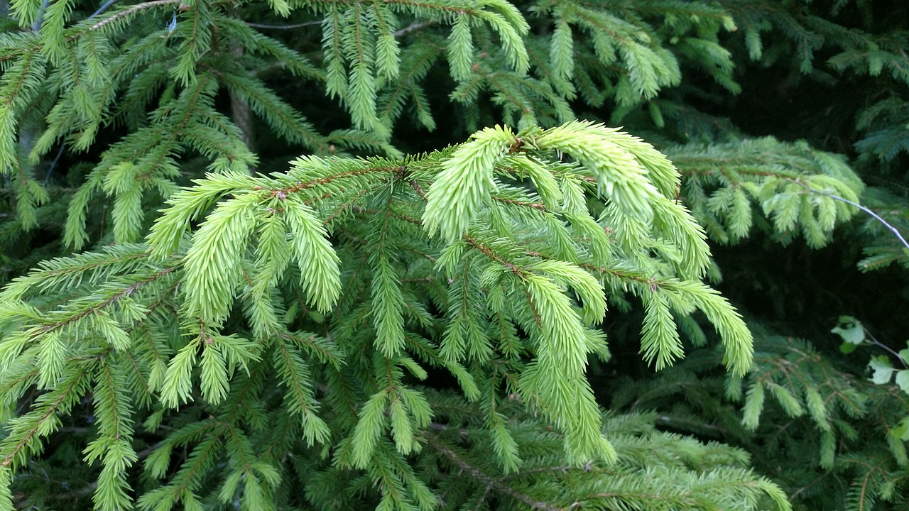 fir green nature free photo