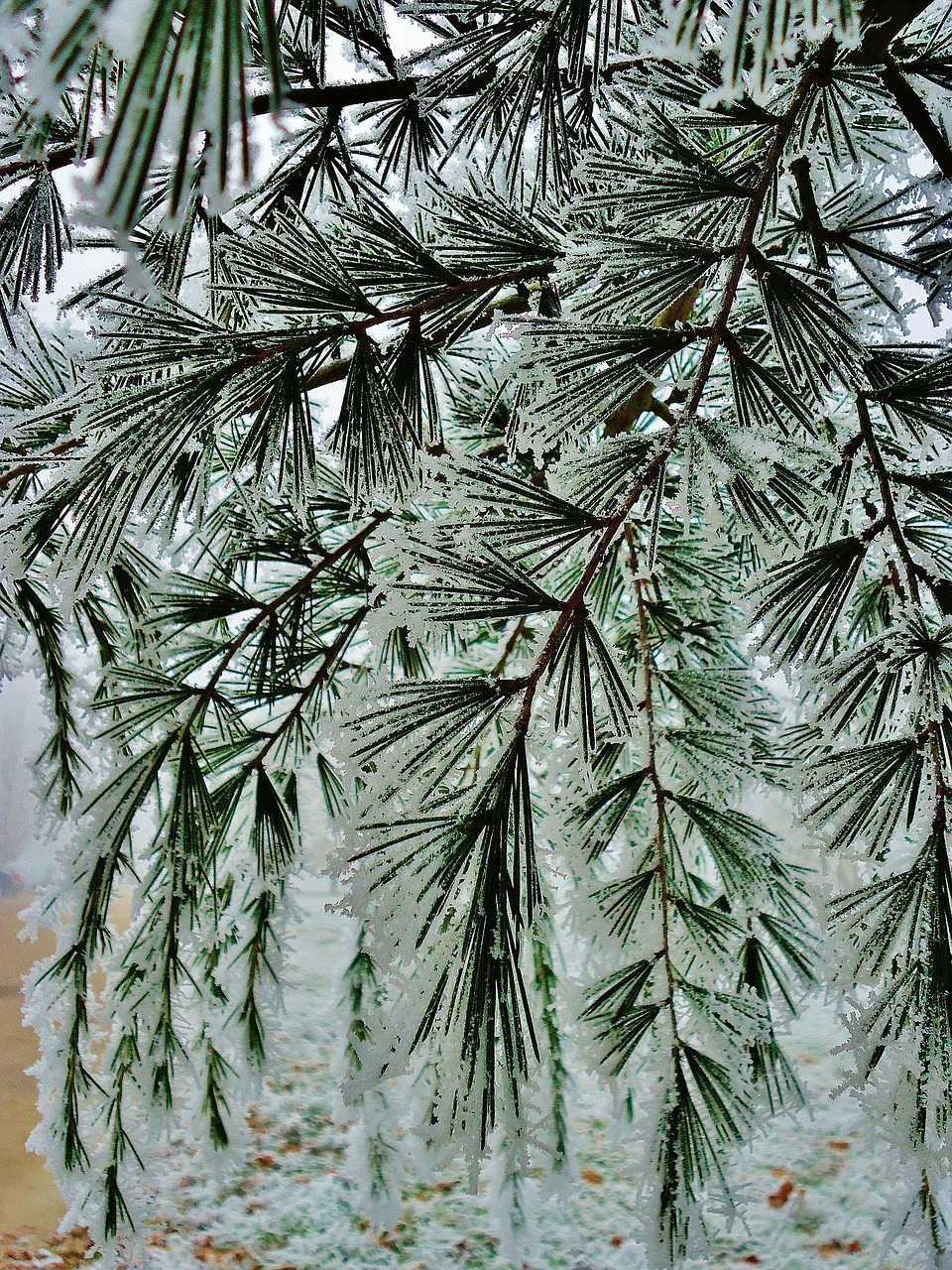 fir frost cold free photo