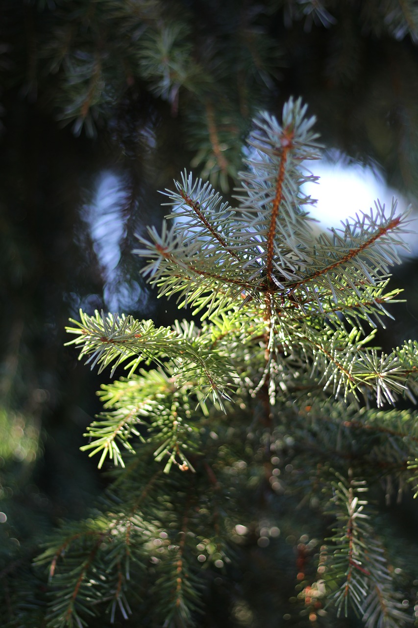 fir forest branch free photo