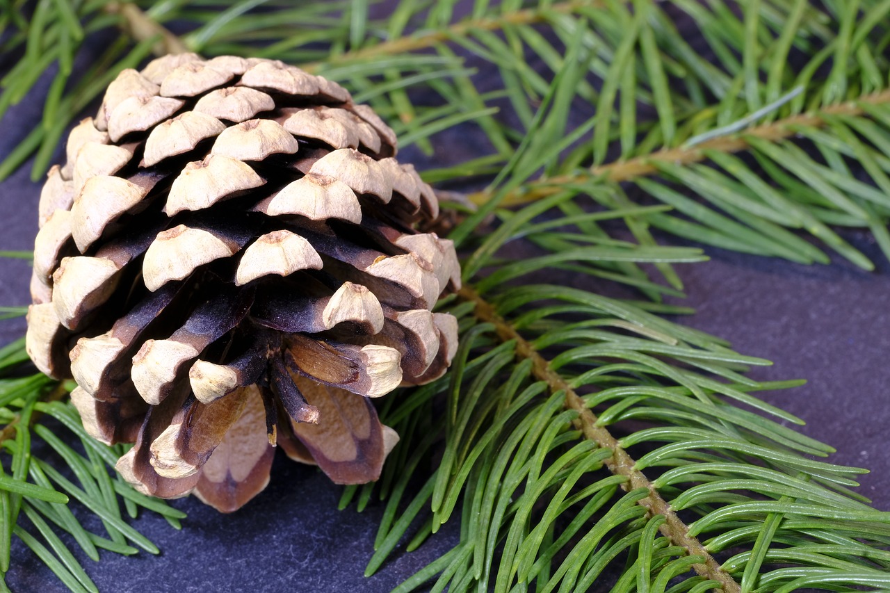 fir pine cones pine needles free photo