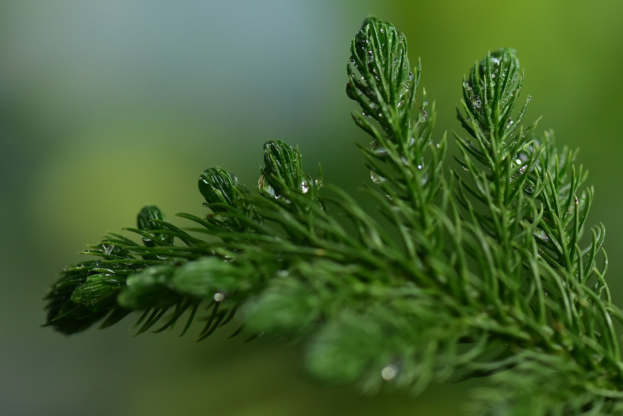 fir spruce coniferous free photo