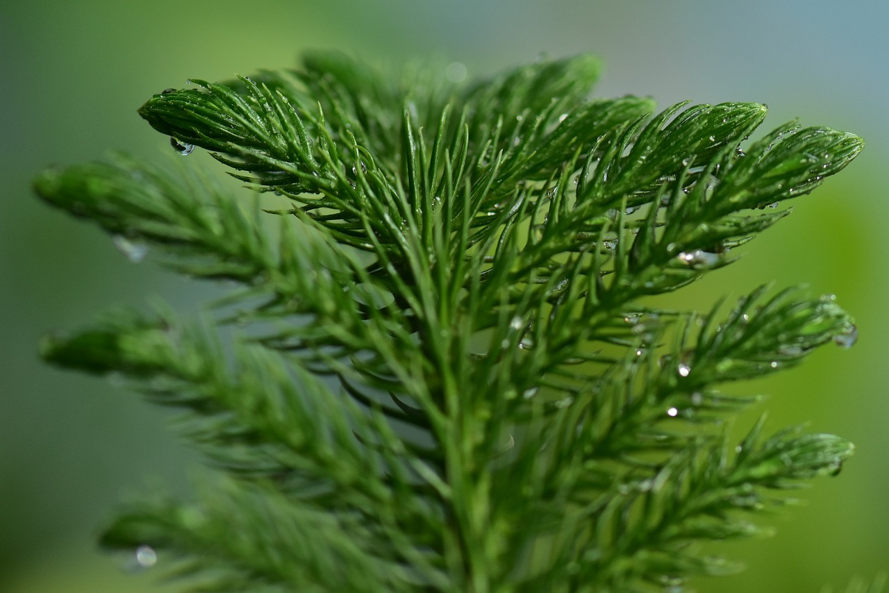 fir spruce coniferous free photo