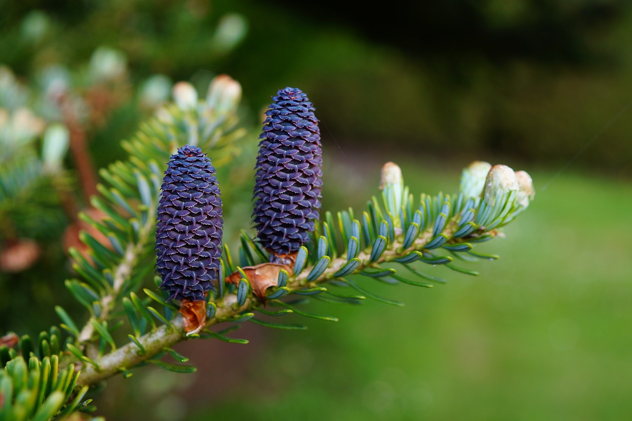 fir tannenzweig pine cones free photo