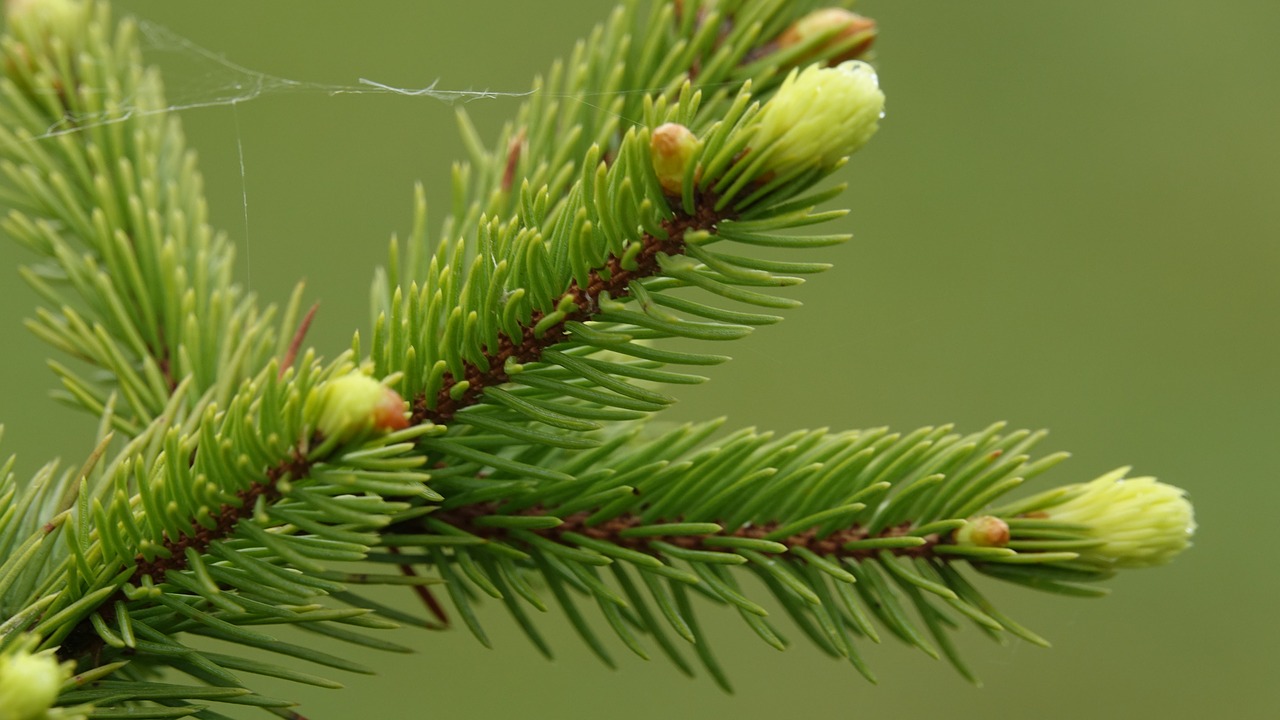 fir  branches  buds free photo