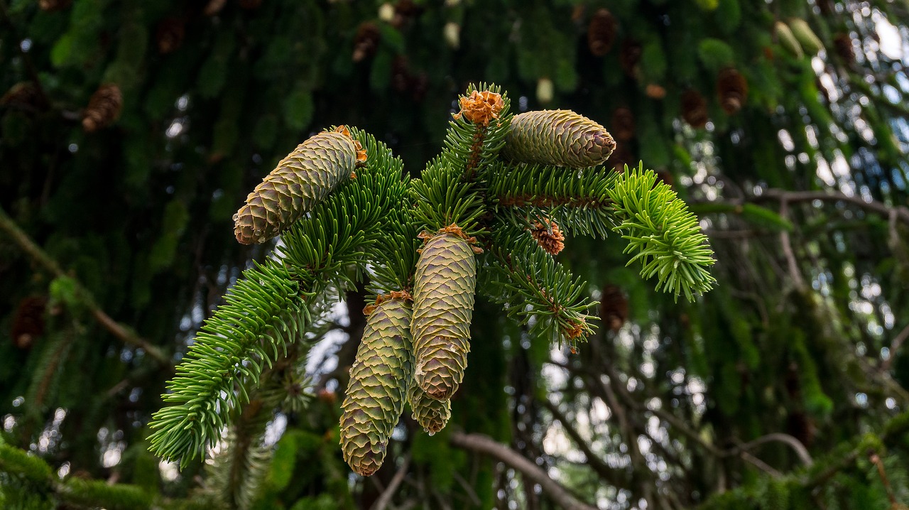 fir tree  pine cones  tap free photo