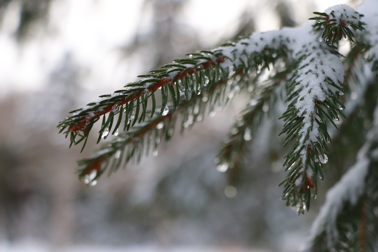 fir  tree  spring free photo