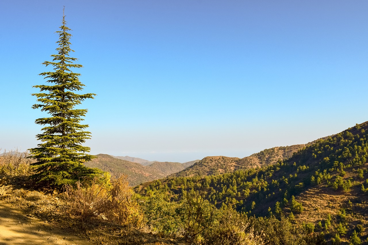 fir  tree  nature free photo