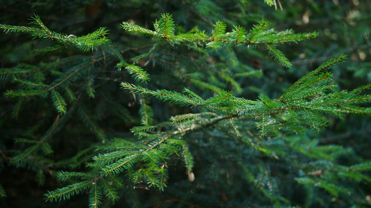 fir  tree  forest free photo