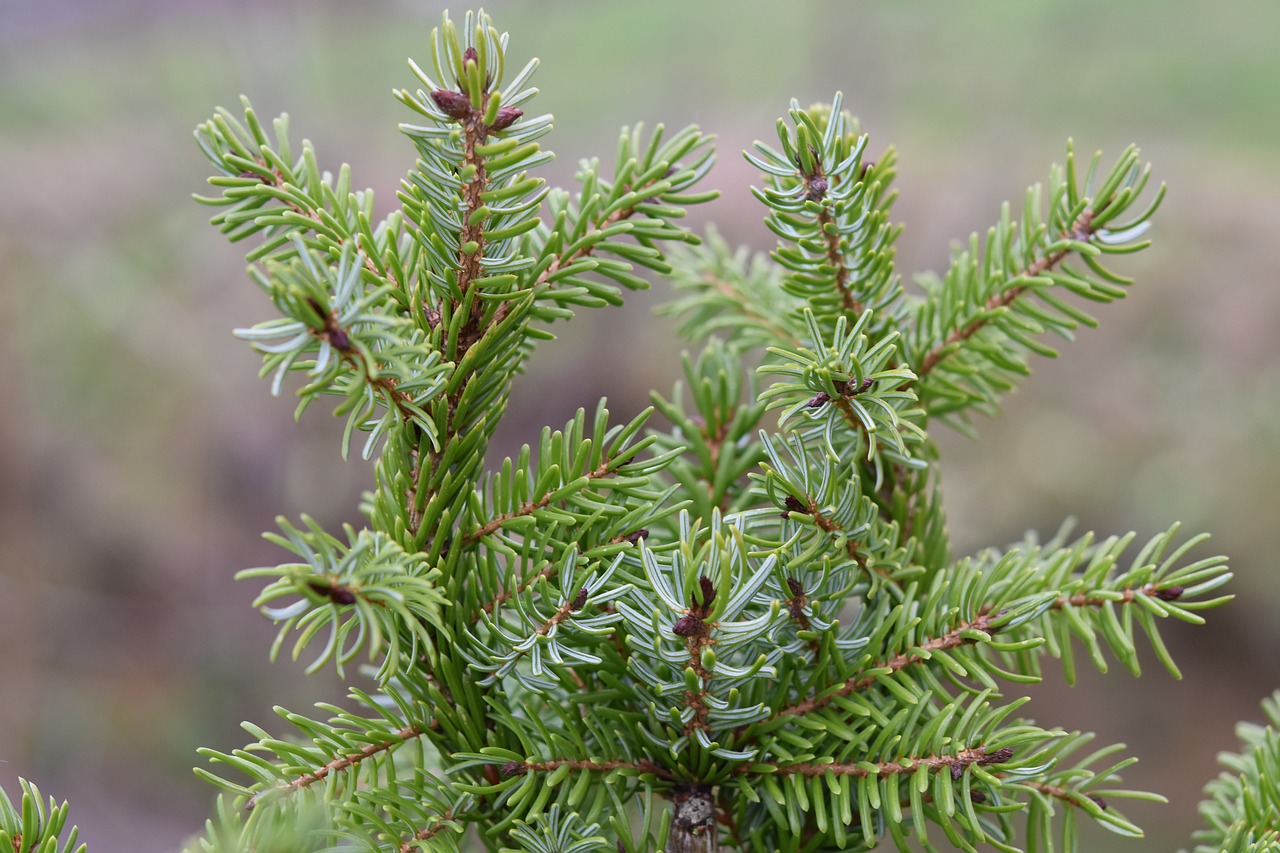 fir  fir branch  thorns free photo