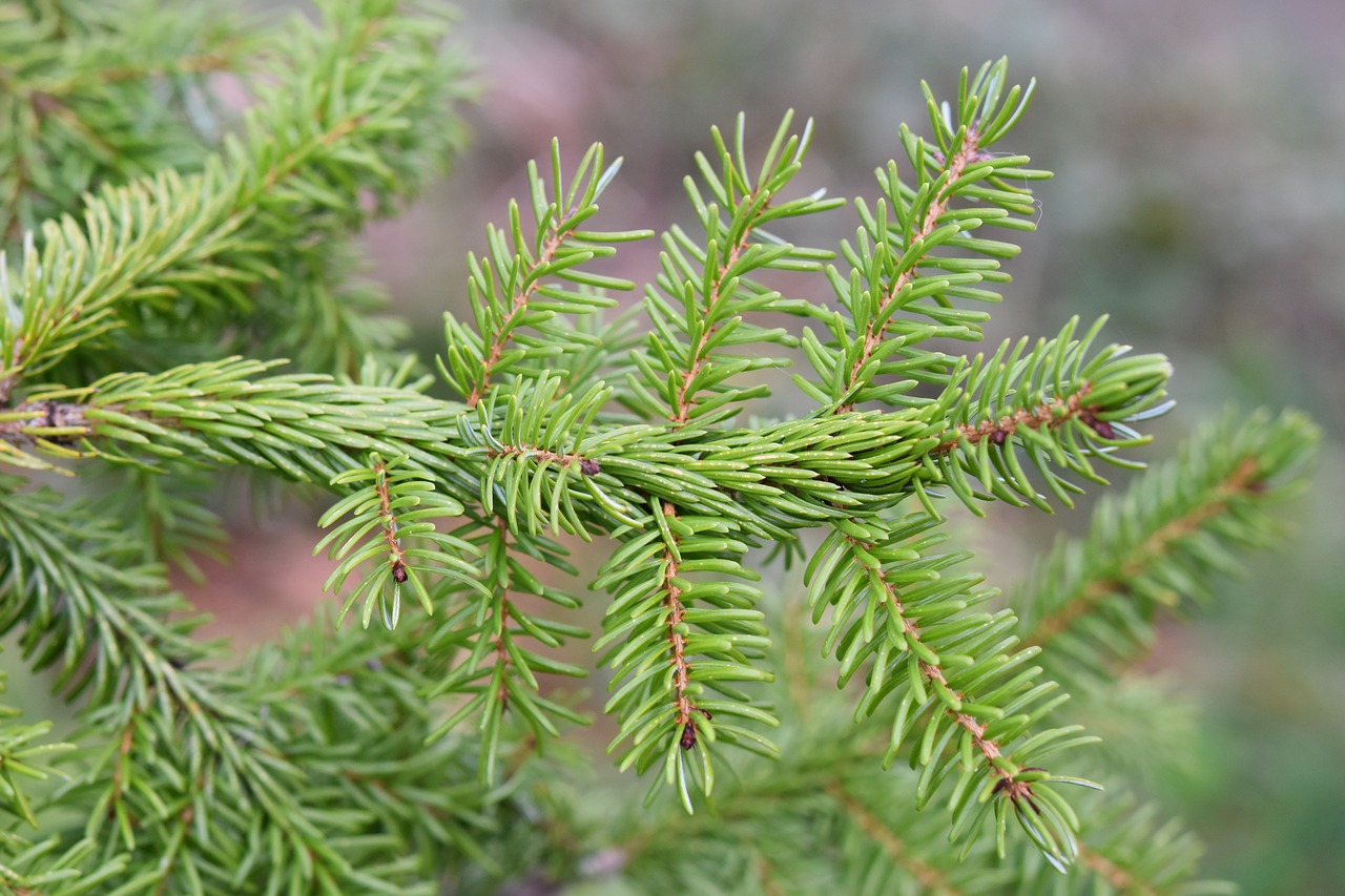 fir  fir branch  points free photo