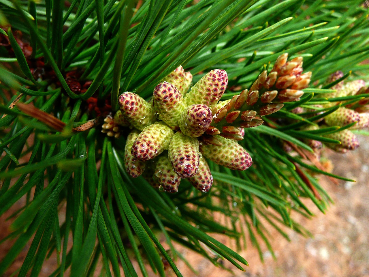 fir branch nature free photo