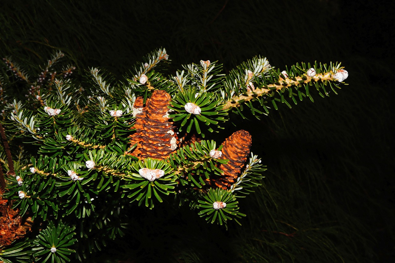 fir tannenzweig pine cones free photo