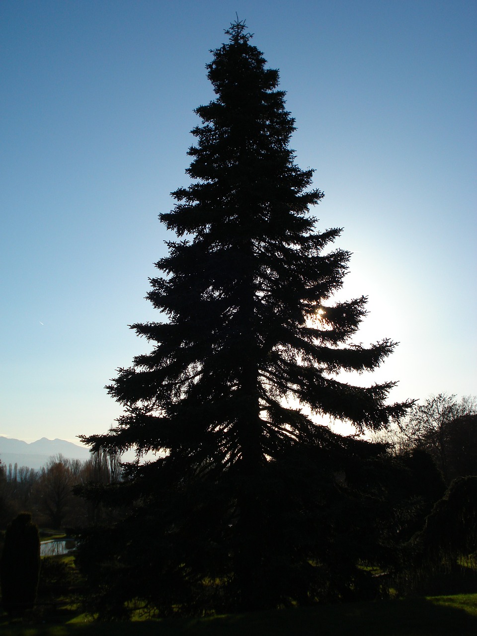 fir nature trees free photo