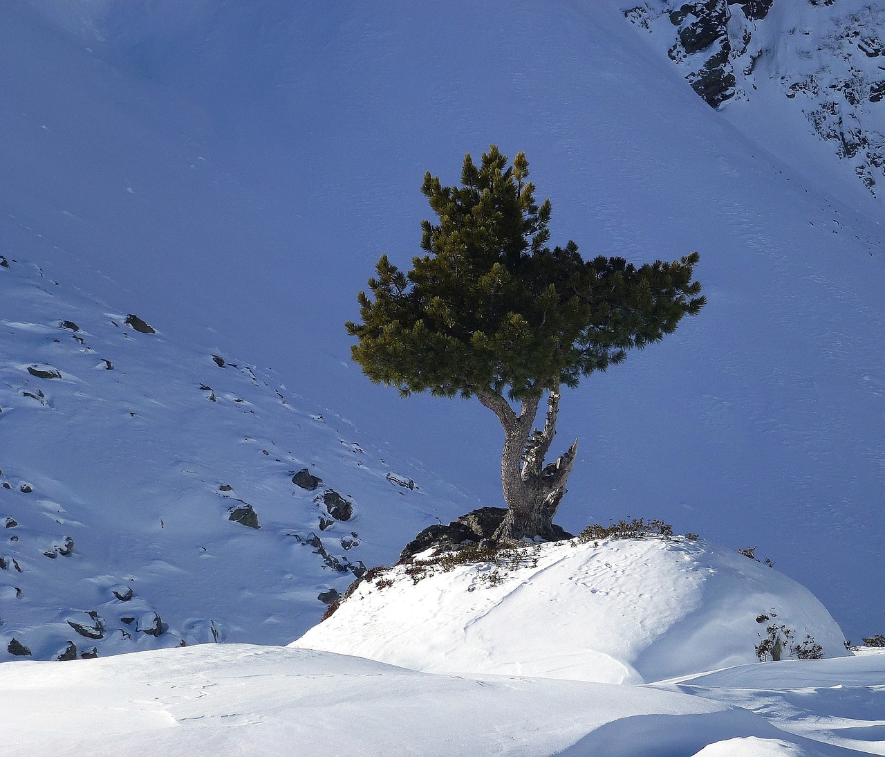 fir mountains wintry free photo