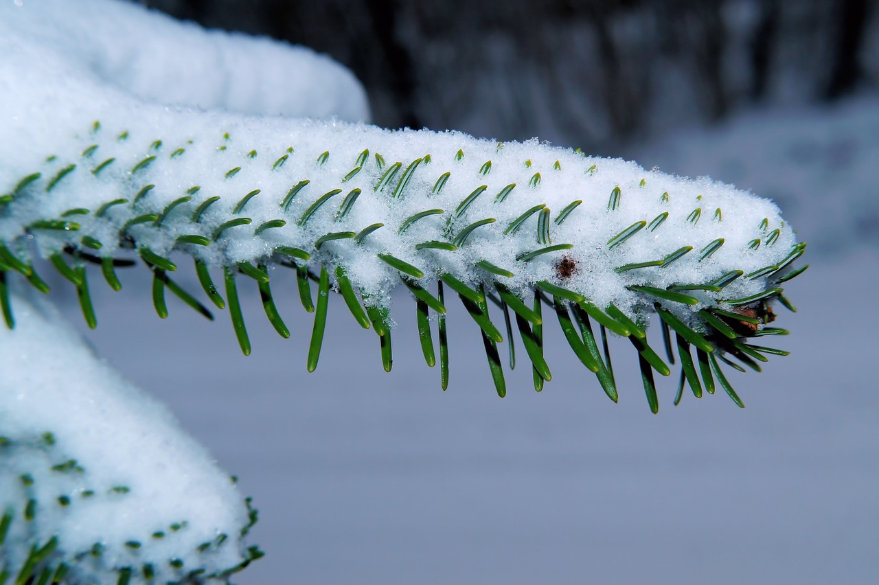 fir needles winter free photo