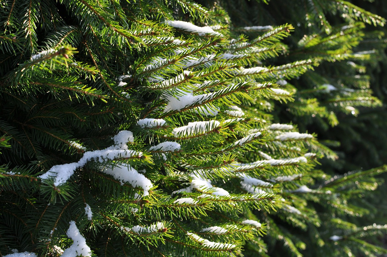 fir spruce branches free photo