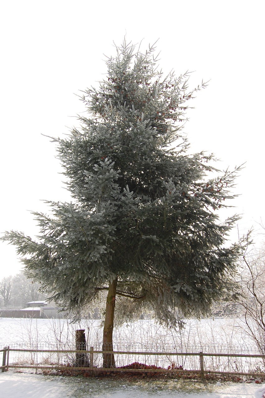 fir winter tree free photo