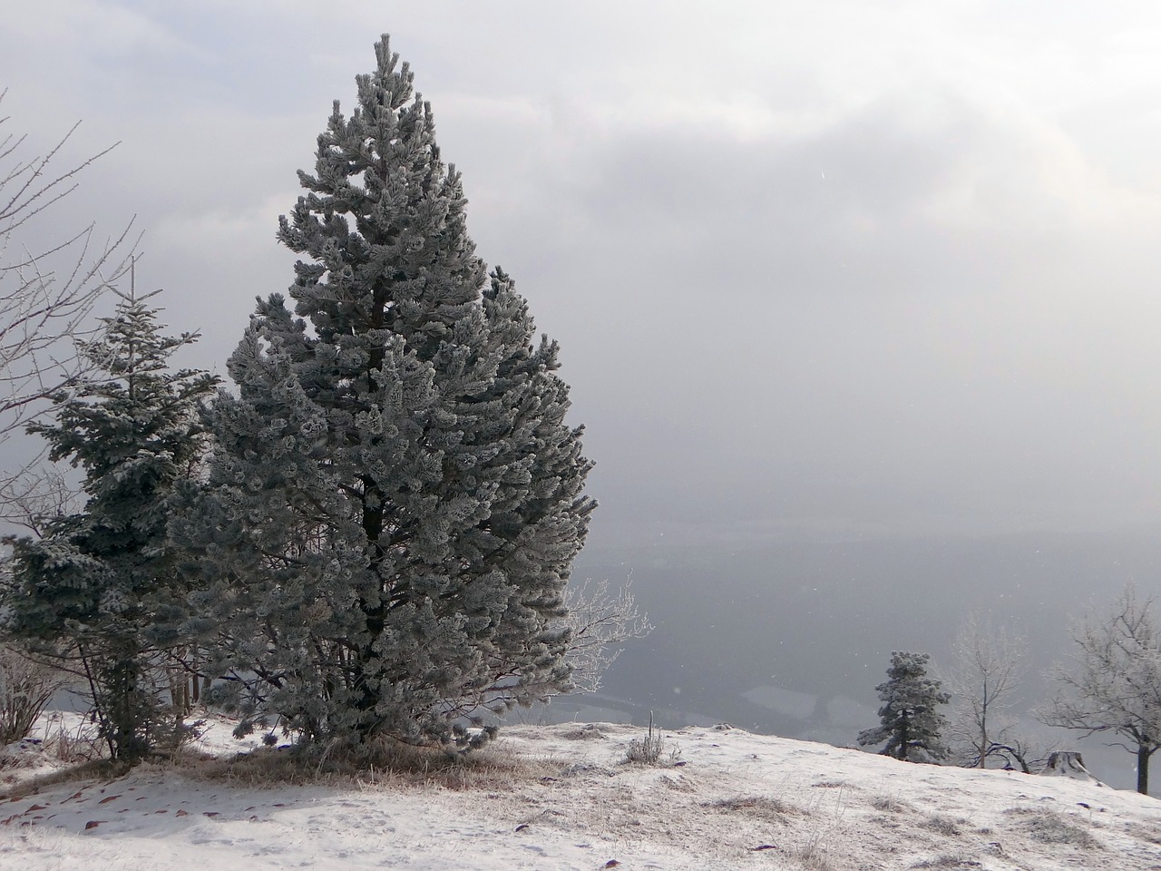 fir winter snow free photo