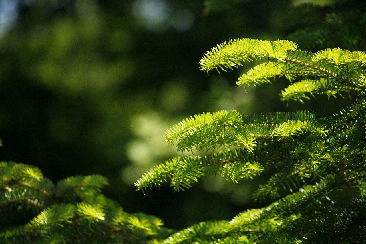 fir branch green free photo