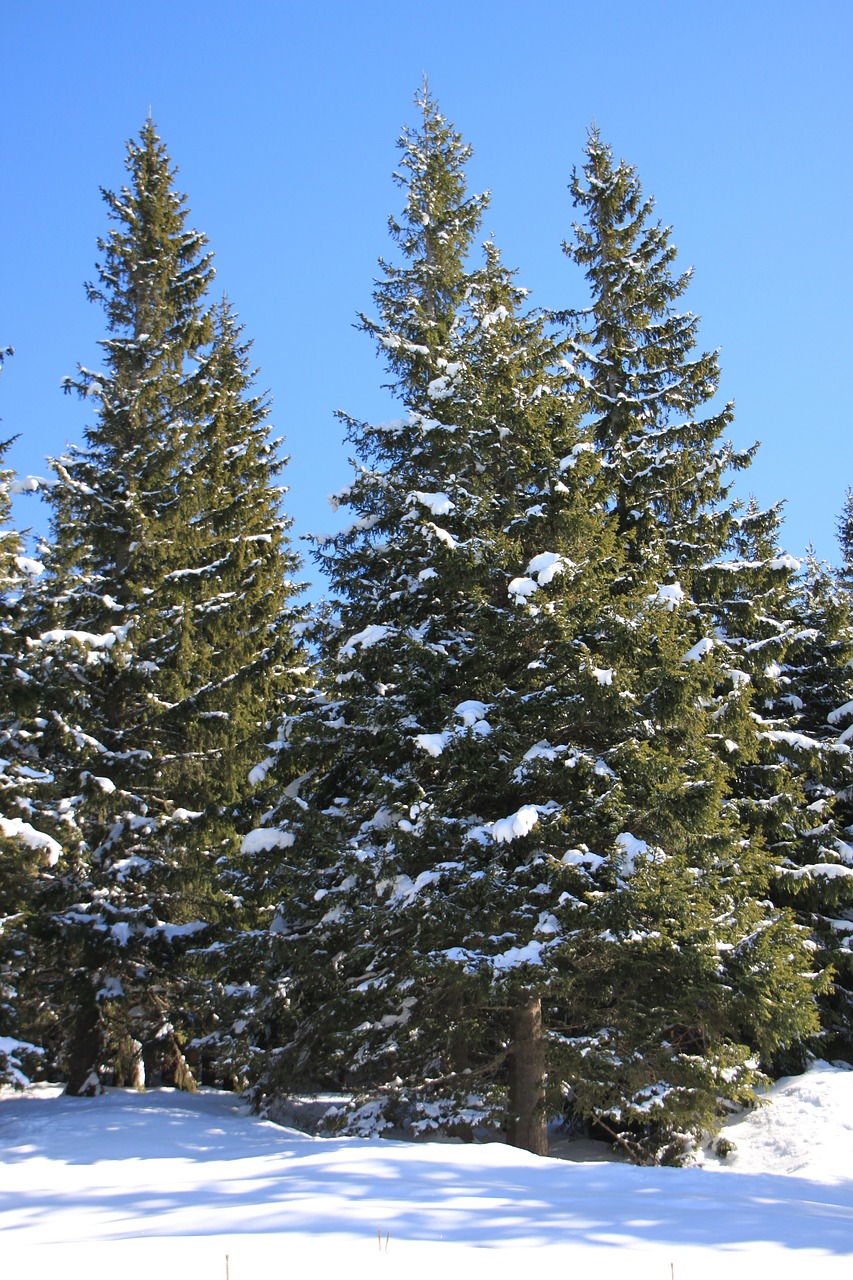 fir mountain pine free photo