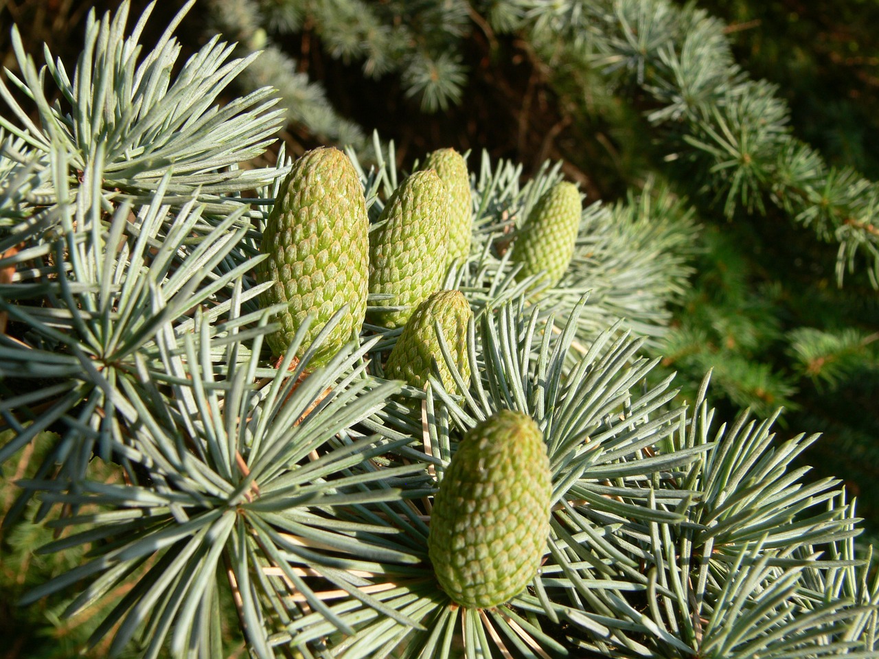 fir tap pine cones free photo