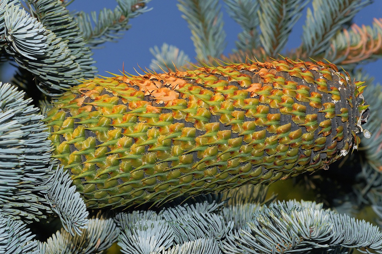 fir pine cones huge free photo