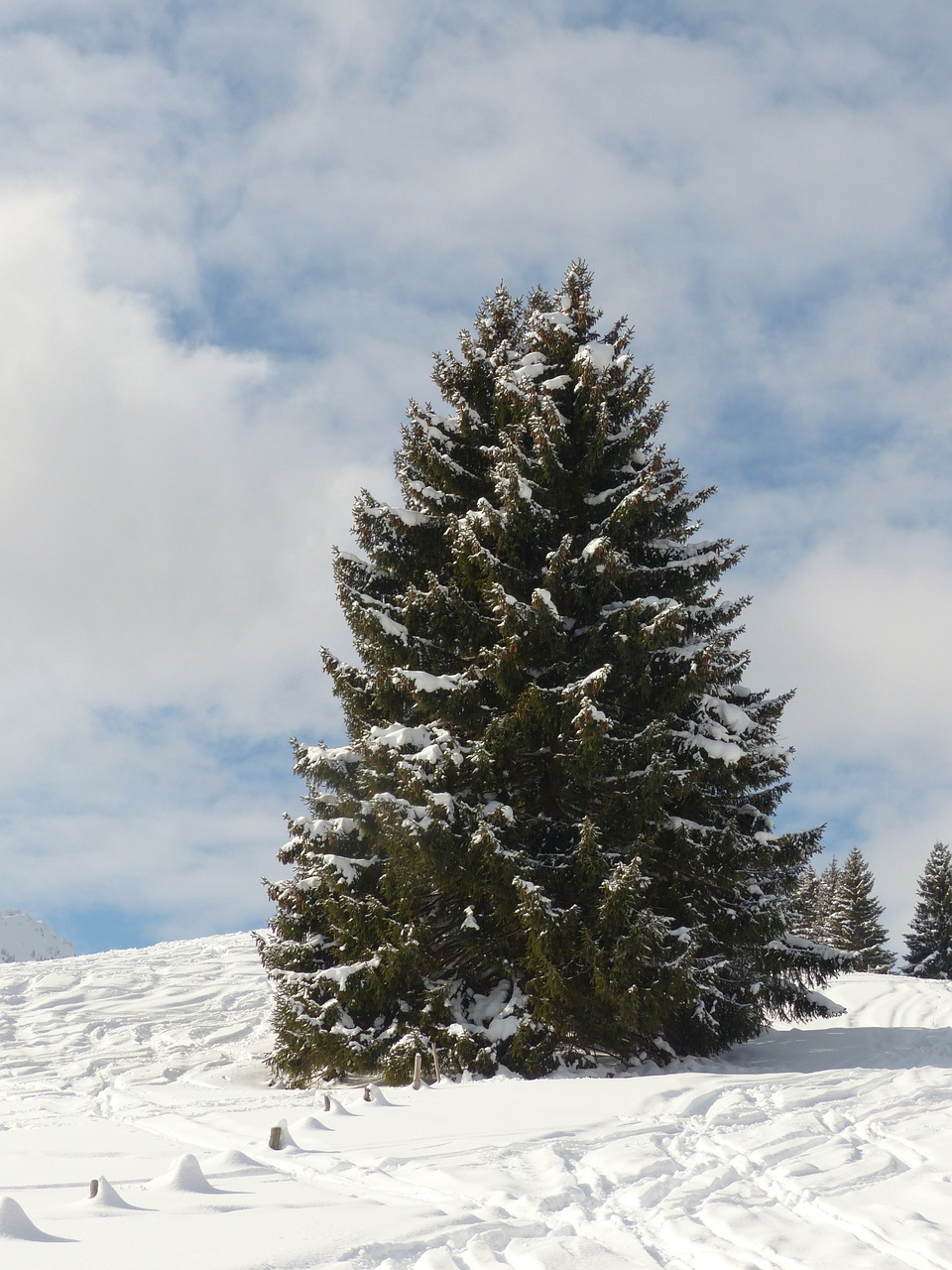 fir firs trees free photo